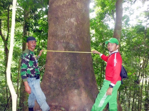 Mengukur Diamater Pohon