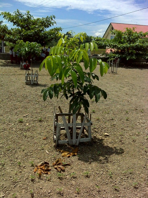 Kecil Menanam Dewasa Memanen (KMDM)