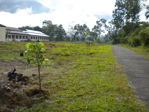 Menanam di Polsek Lubuk