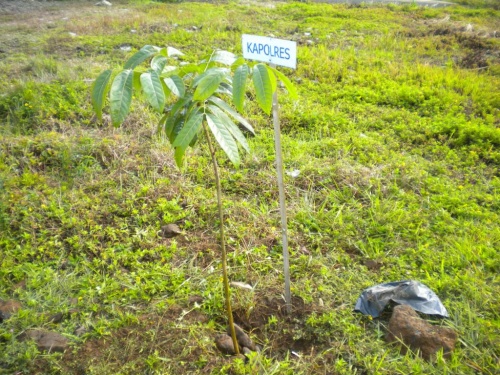 Menanam di Polsek Lubuk