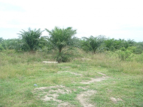 Hutan Lindung Batubara