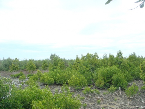 Hutan Lindung Batubara