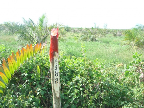 Hutan Lindung Batubara