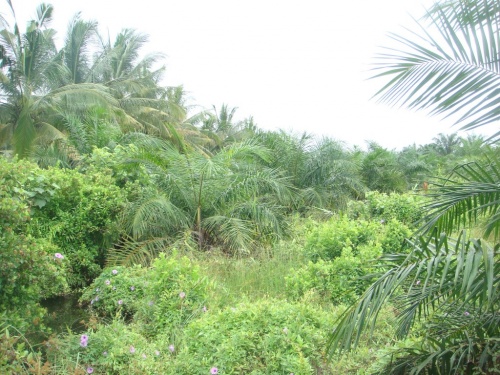 Hutan Lindung Batubara