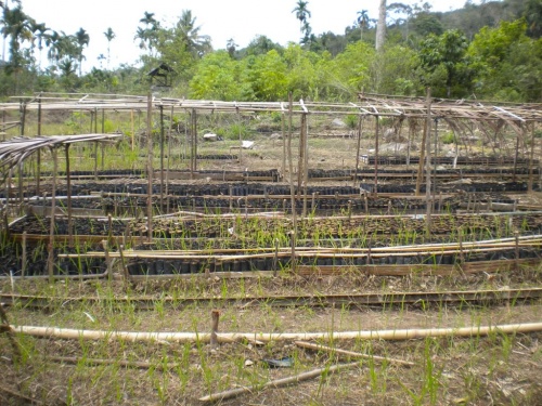 Indonesia Menanam