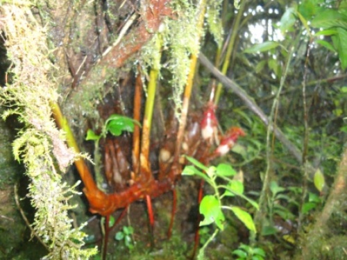 Ekspedisi Bukit Barisan