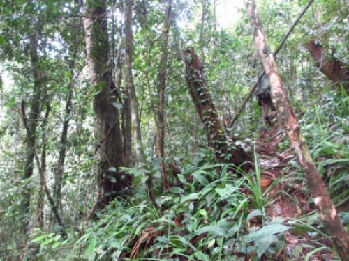 Ekspedisi Bukit Barisan